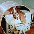 This is Laika, the first animal ever to be sent up into orbit