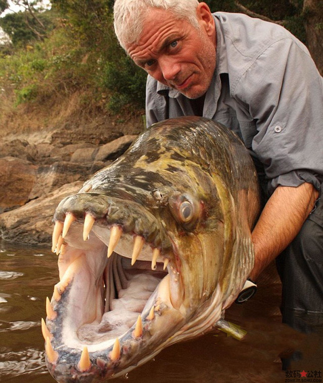 5 foot long Goliath Tigerfish caught in the Congo - Africa