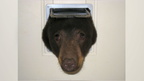 Bear pokes its head through cat door - Idaho