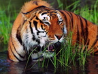 Bengal-Tiger