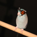 bird_goggles_0.jpg