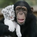 Chimp helps raise white tiger cub