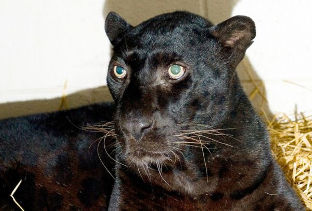 ohio-exotic-animals-who-survived-black-leopard