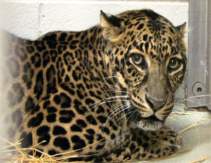 ohio-exotic-animals-who-survived-leopard