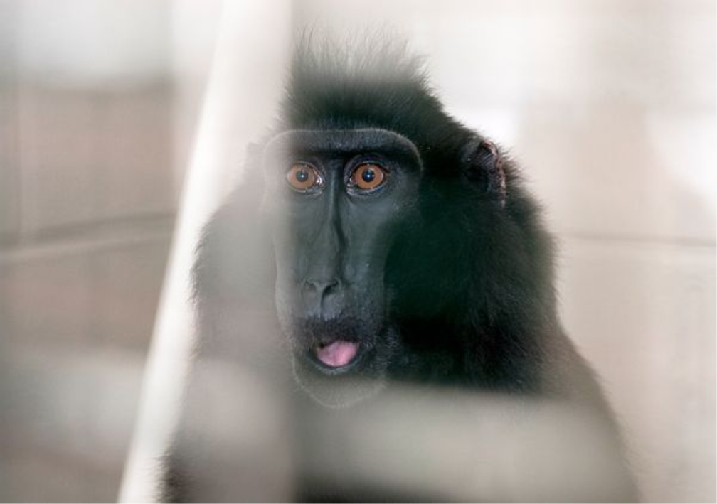 ohio-exotic-animals-who-survived-macaque