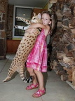 Serval cat and young admirer