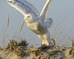 Snowy Owls making unusual migrations