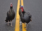 Turkeys on 114 near South Ferry 3