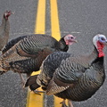 Turkeys on 114 near South Ferry 5