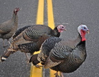Turkeys on 114 near South Ferry 5
