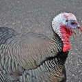 Turkeys on 114 near South Ferry 6