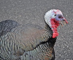 Turkeys on 114 near South Ferry 6