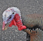 Turkeys on 114 near South Ferry 7