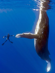 Whale and diver