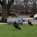 Wild turkeys hanging out at Chase Bank - Shelter Island NY