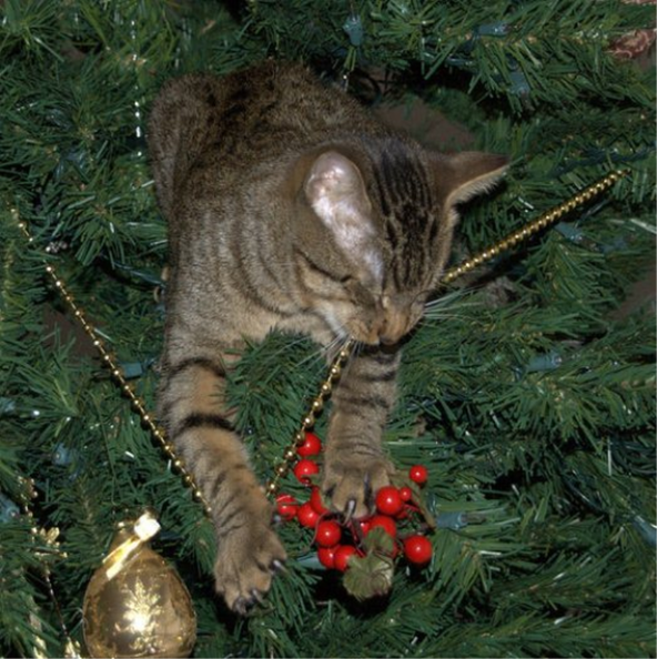 Xmas-cat in a tree.png
