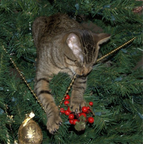 Xmas-cat in a tree