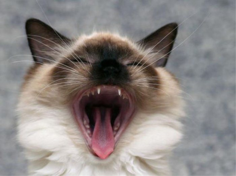 Yawning Siamese.png