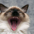 Yawning Siamese