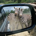 Zebras-Rearview