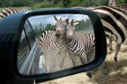 Zebras-Rearview