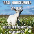 New Real Housewives Show