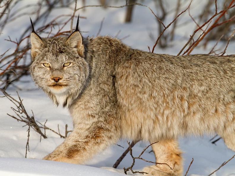 Canadian Lynx - Yukon Territory