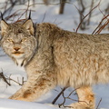 Canadian Lynx - Yukon Territory
