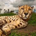 cheetah-south-africa