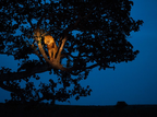 lion-tree-uganda