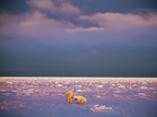 Polar-Bears-Canada