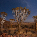 Quiver Trees - Namibia