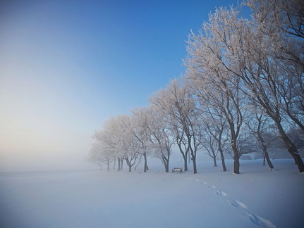 snowy-trees-alberta-canada