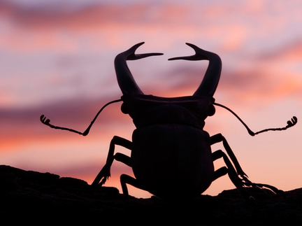 stag-beetle-sunset