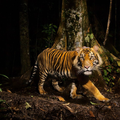tiger-sumatra-winter