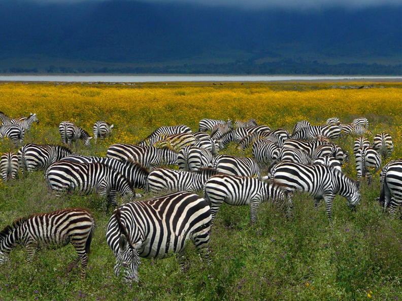 zebras-tanzania.png