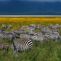 zebras-tanzania