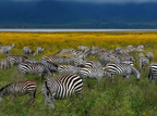 zebras-tanzania