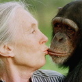 Jane Goodall KISSING-TESS