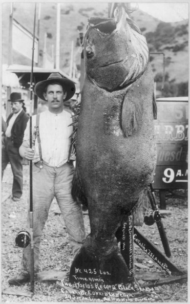The biggest seabass on record was caught by the man pictured, Edward Llewellen.jpg