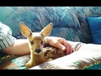 Pets - Animals Video - Sp
