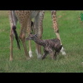 Baby Giraffe Tries to Stand and Takes His First Steps