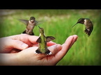 The hummingbirds