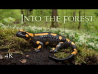Into the Forest: Amphibian Nature Documentary