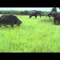 Elephant kicks a buffalo in the head