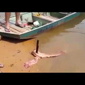 Como pescar piranha sem vara ou rede