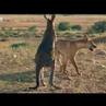 Wallaroo vs dingo - BBC wildlife