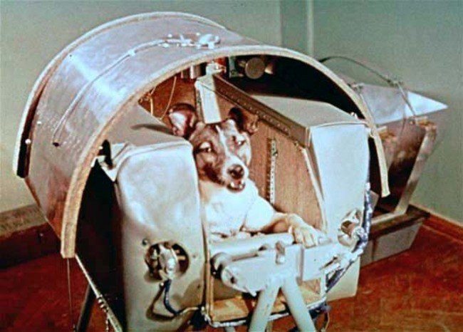 This is Laika, the first animal ever to be sent up into orbit.jpg