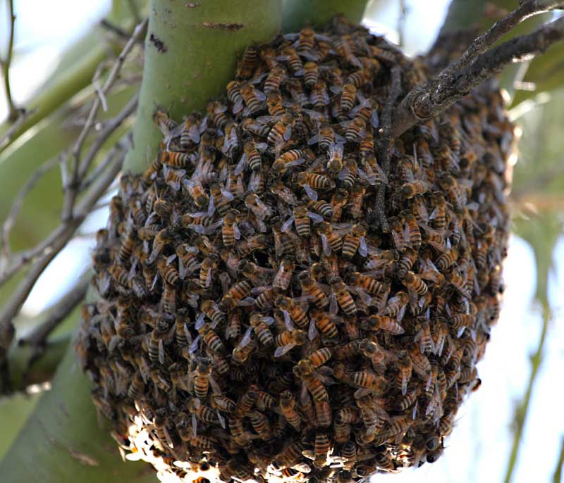 Killer-Bee-swarm