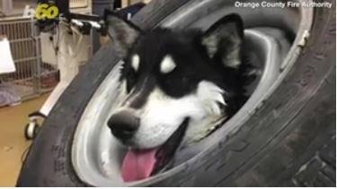 pooch stuck in tire